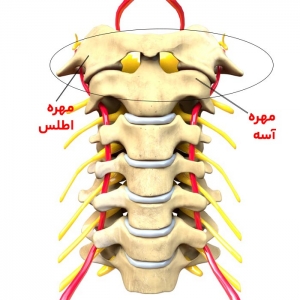 مهره های گردن
