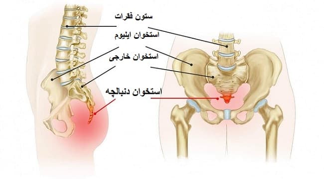 آناتومی ‌دنبالچه