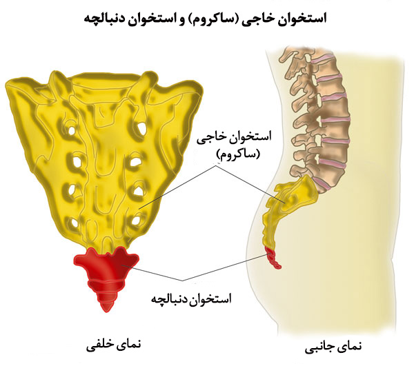 عکس دنبالچه