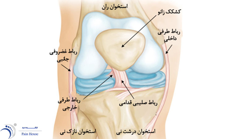 شماتیک رباط زانو