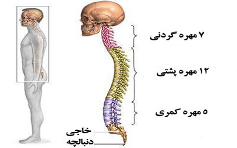 مهره های کمر