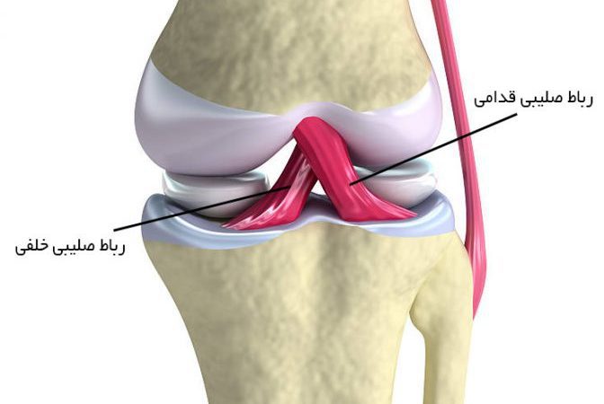 آناتومی زانو 