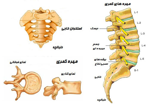 آناتومی کمر