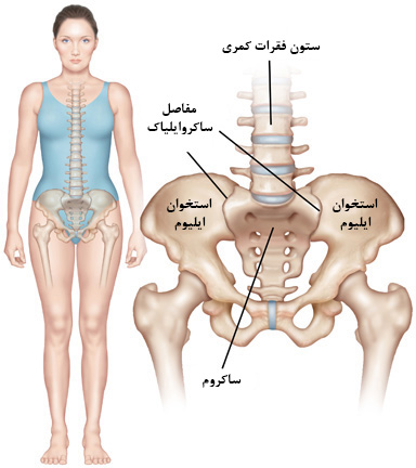 عکس ستون فقرات ولگن