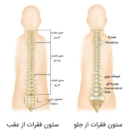 مهره های کمر و گردنی