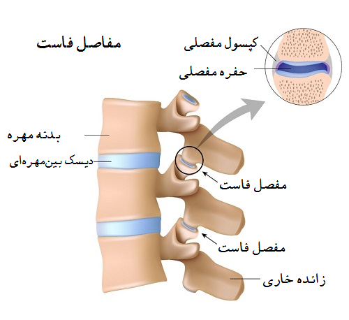 مفاصل فاست کجاست