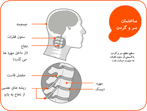 عکس آناتومی گردن