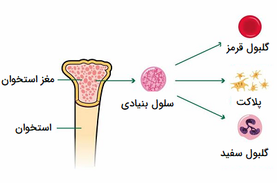 مواد تشکیل دهنده استخوان ها