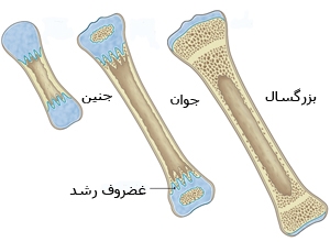 مراحل رشد استخوان کودکان