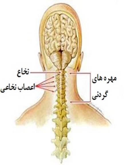 علائم خطرناک دیسک گردن